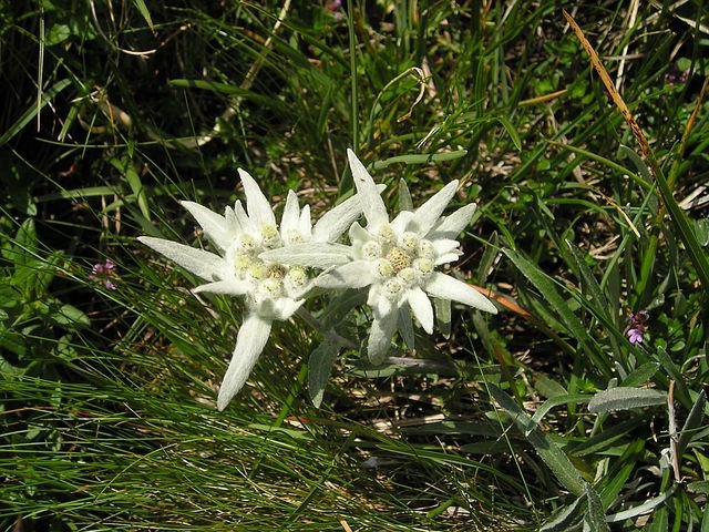 Edelweiss Pixabay.jpg